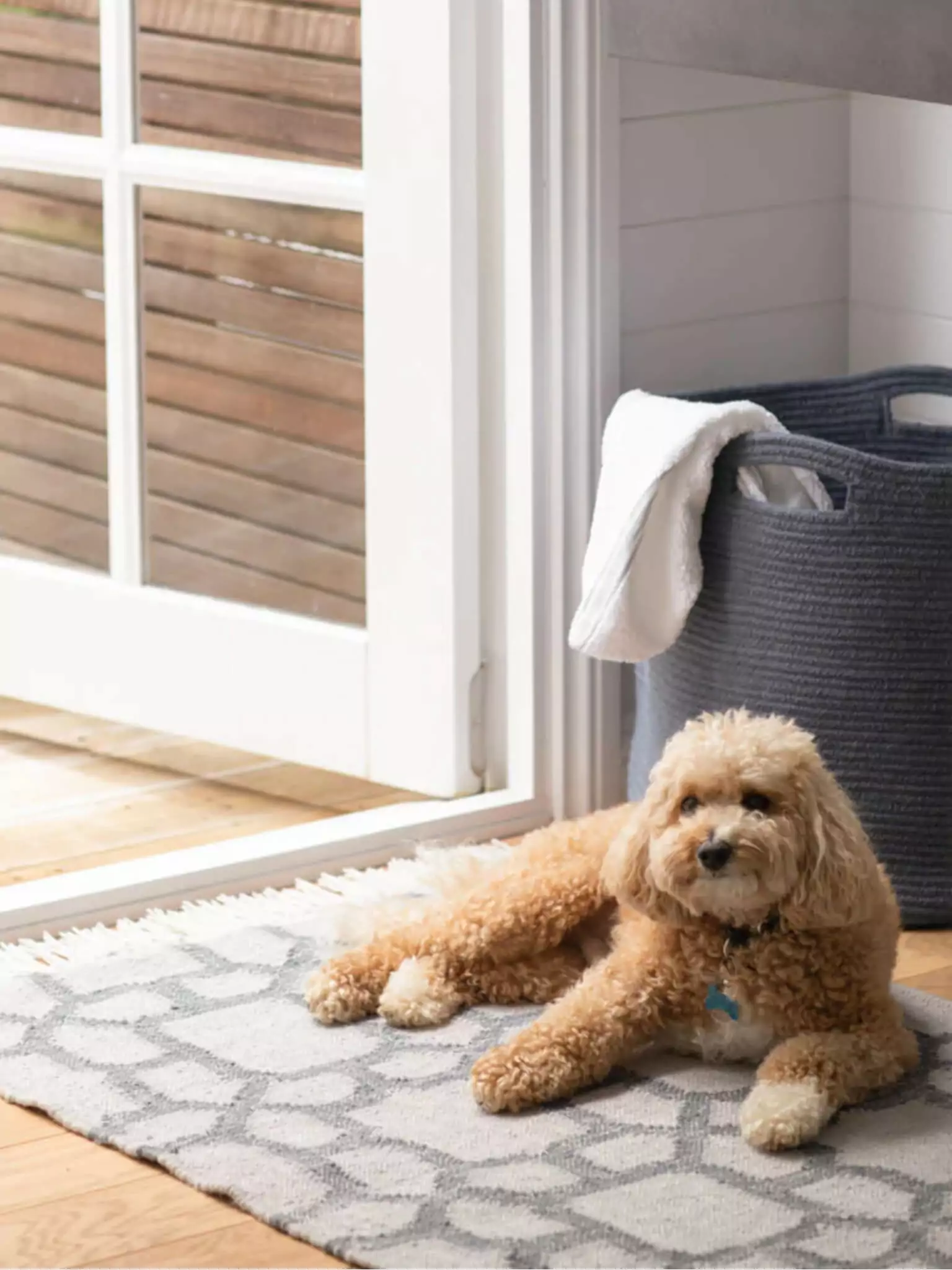 hond op grijs met blauw vloerkleed bij wasmand