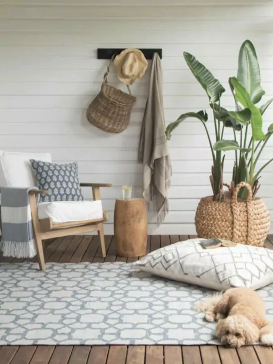 Hond op grijs met blauw vloerkleed met grote bananenplant